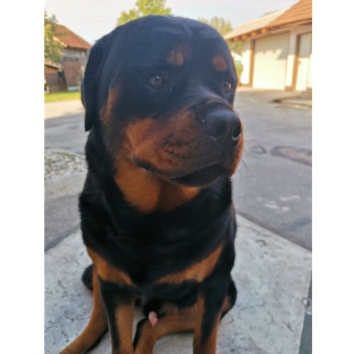 Mr.Pet spletna trgovina