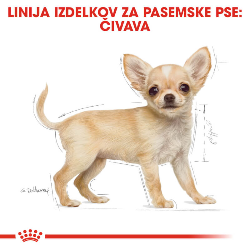 Royal Canin Chihuahua Puppy - 0,5 kg (4)