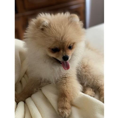 Mr.Pet spletna trgovina