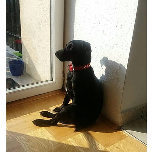 Mr.Pet spletna trgovina