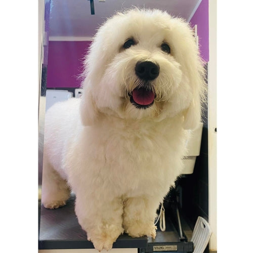 Mr.Pet spletna trgovina