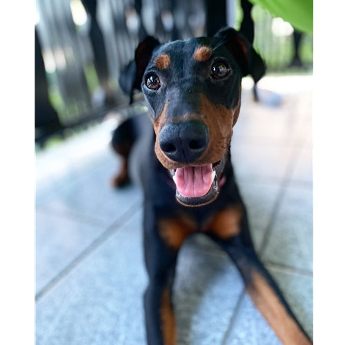 Mr.Pet spletna trgovina