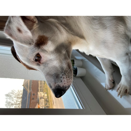 Mr.Pet spletna trgovina