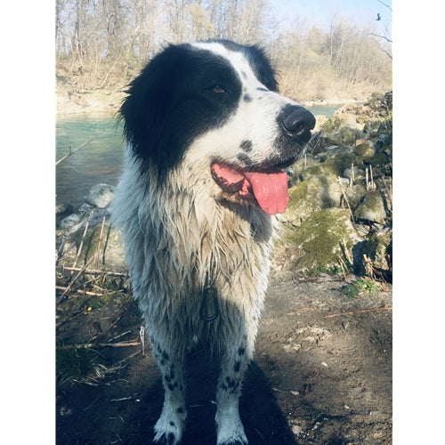 Mr.Pet spletna trgovina