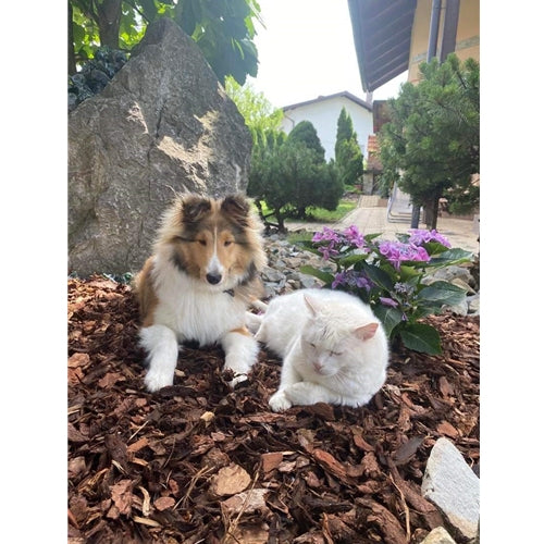 Mr.Pet spletna trgovina