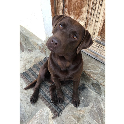Mr.Pet spletna trgovina