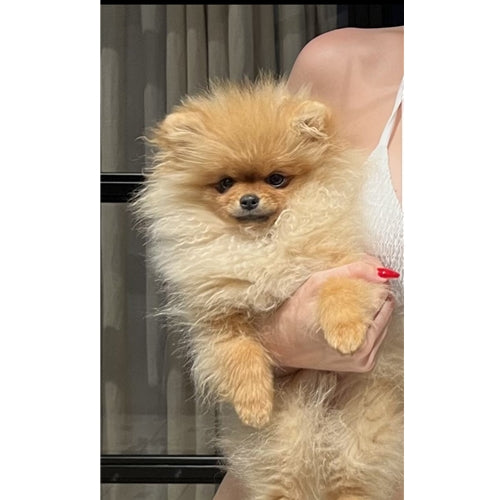Mr.Pet spletna trgovina