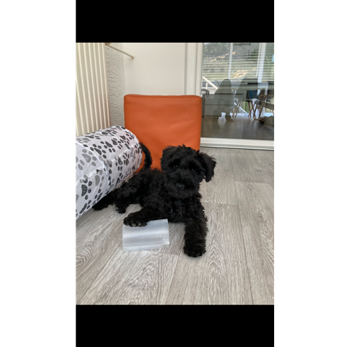 Mr.Pet spletna trgovina