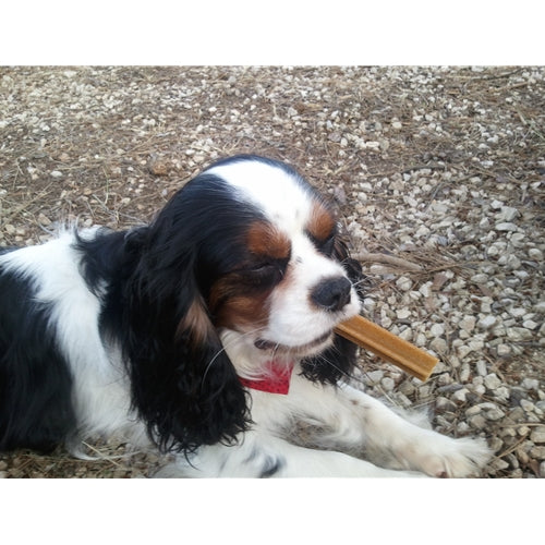 Mr.Pet spletna trgovina