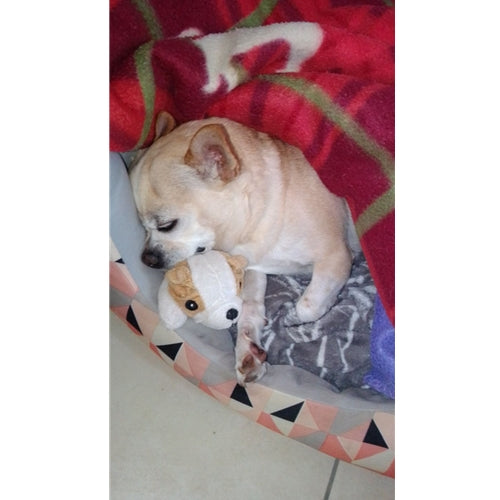 Mr.Pet spletna trgovina