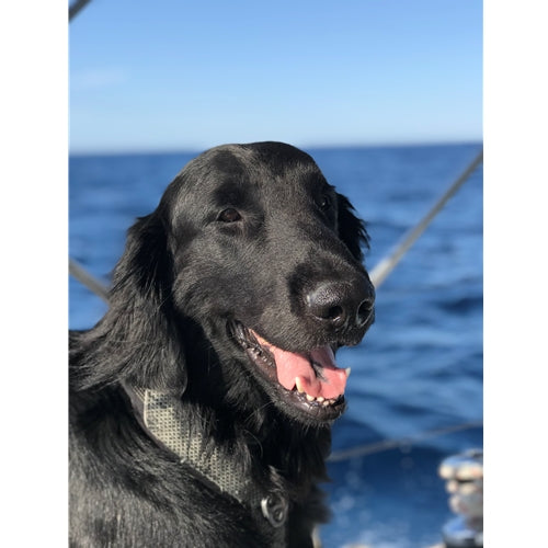 Mr.Pet spletna trgovina