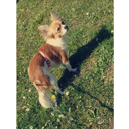 Mr.Pet spletna trgovina