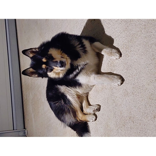 Mr.Pet spletna trgovina