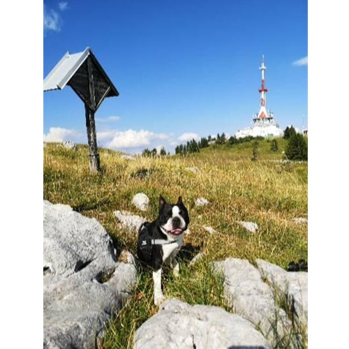 Mr.Pet spletna trgovina