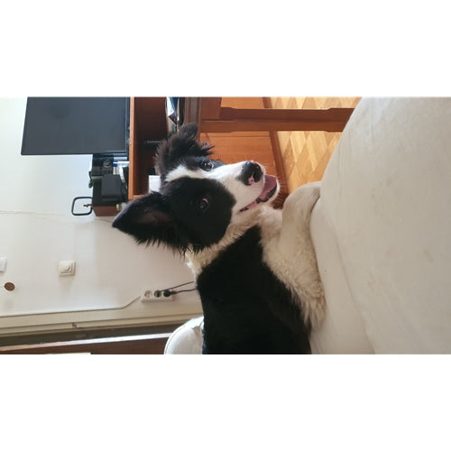 Mr.Pet spletna trgovina