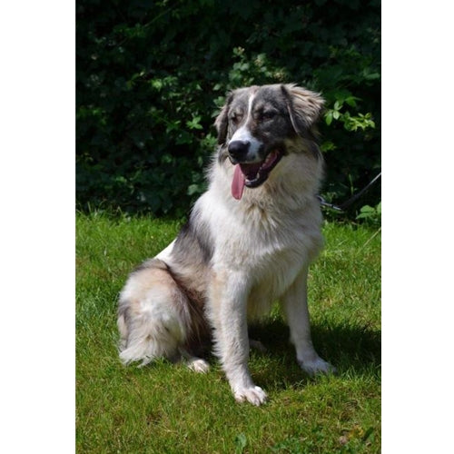 Mr.Pet spletna trgovina