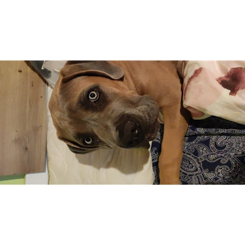 Mr.Pet spletna trgovina