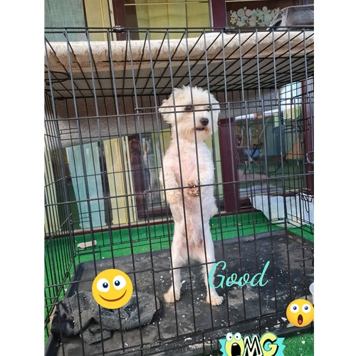 Mr.Pet spletna trgovina
