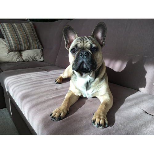 Mr.Pet spletna trgovina