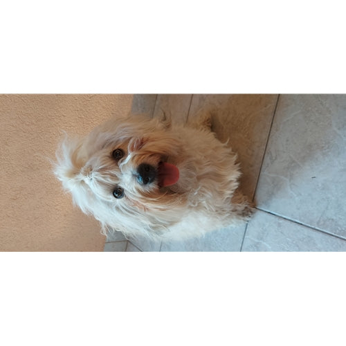 Mr.Pet spletna trgovina