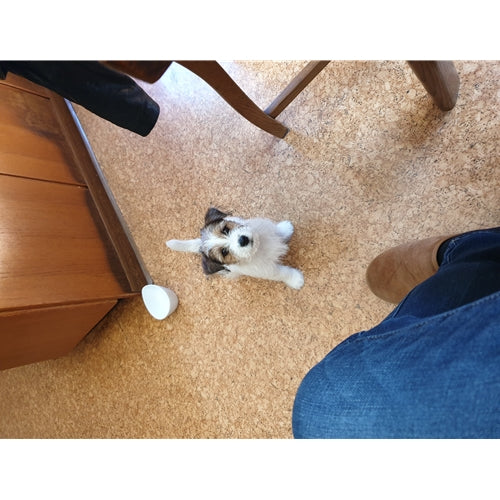 Mr.Pet spletna trgovina