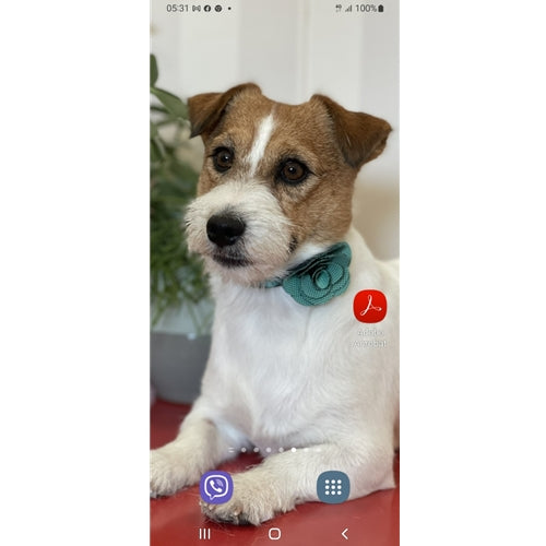Mr.Pet spletna trgovina