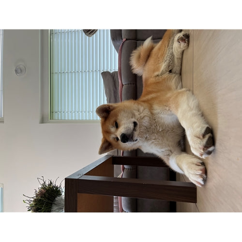 Mr.Pet spletna trgovina