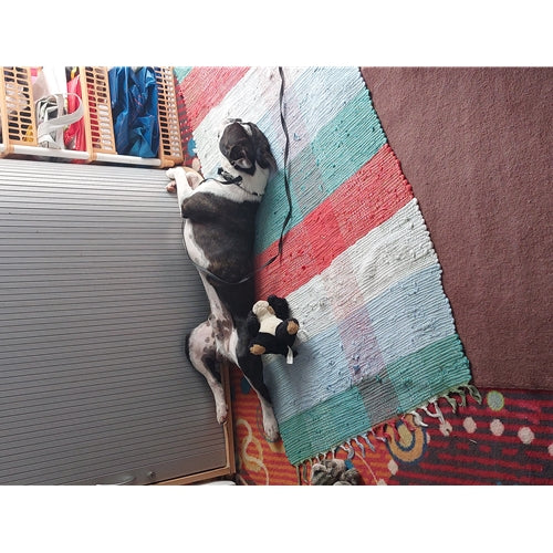 Mr.Pet spletna trgovina