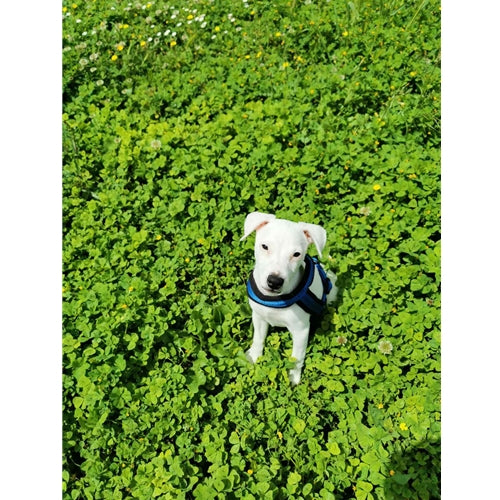 Mr.Pet spletna trgovina