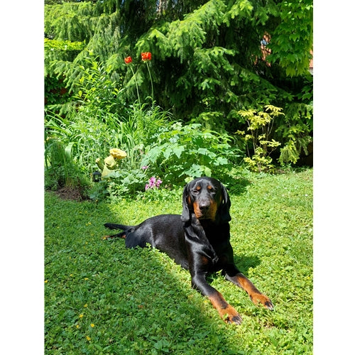 Spletna trgovina Mr.Pet