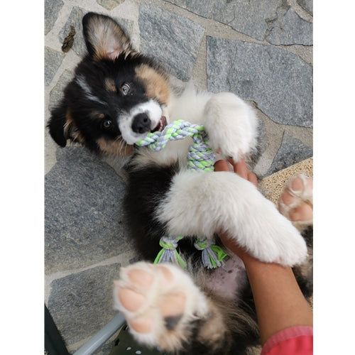 Mr.Pet spletna trgovina
