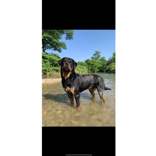 Mr.Pet spletna trgovina