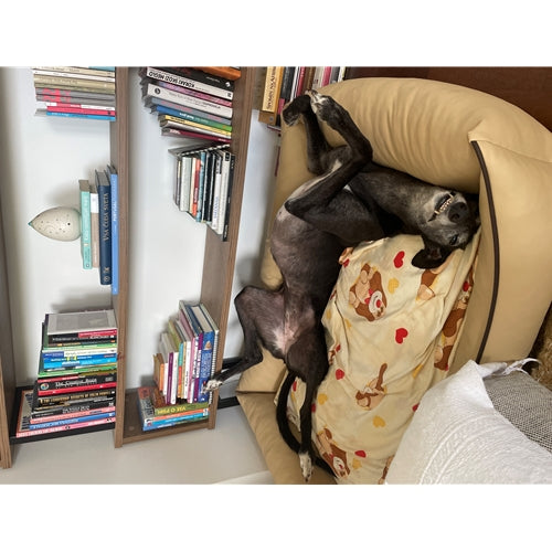 Mr.Pet spletna trgovina