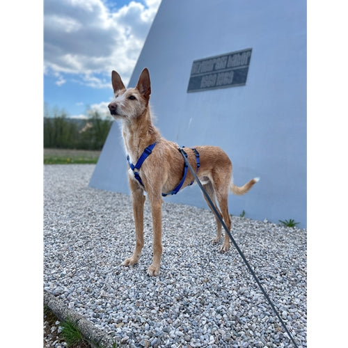 Mr.Pet spletna trgovina