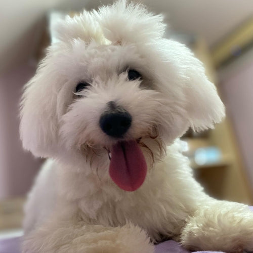 Mr.Pet spletna trgovina