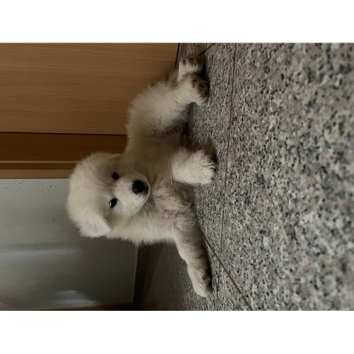 Mr.Pet spletna trgovina