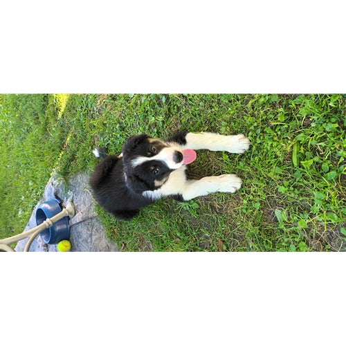 Mr.Pet spletna trgovina