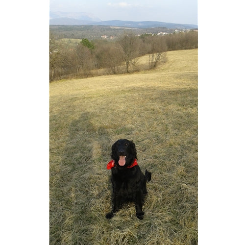 Mr.Pet spletna trgovina