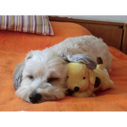 Mr.Pet spletna trgovina