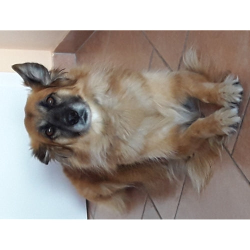 Mr.Pet spletna trgovina