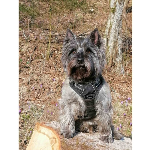 Mr.Pet spletna trgovina