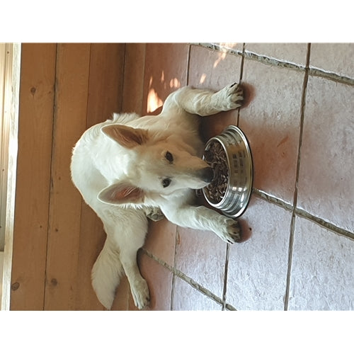 Mr.Pet spletna trgovina