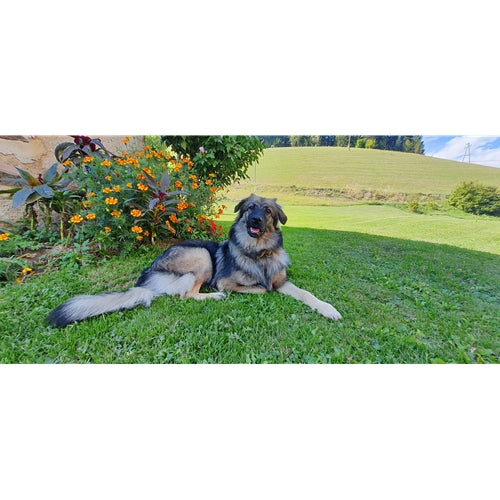 Mr.Pet spletna trgovina