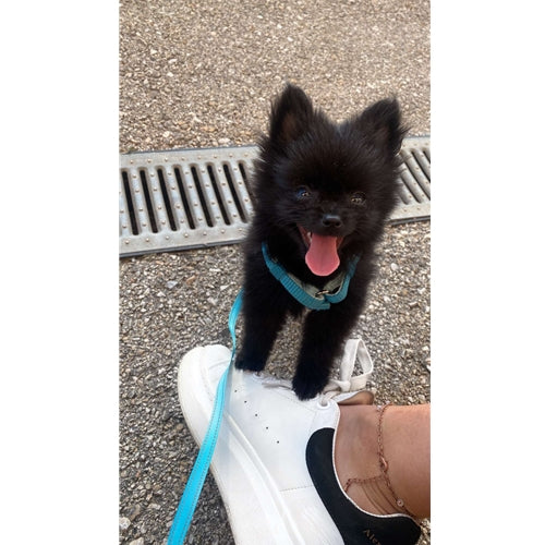 Mr.Pet spletna trgovina