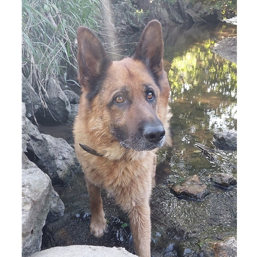 Mr.Pet spletna trgovina