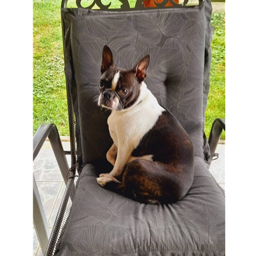 Mr.Pet spletna trgovina