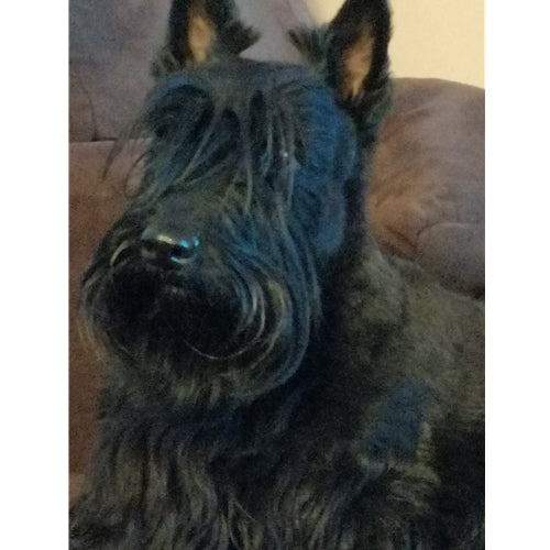 Spletna trgovina Mr.Pet