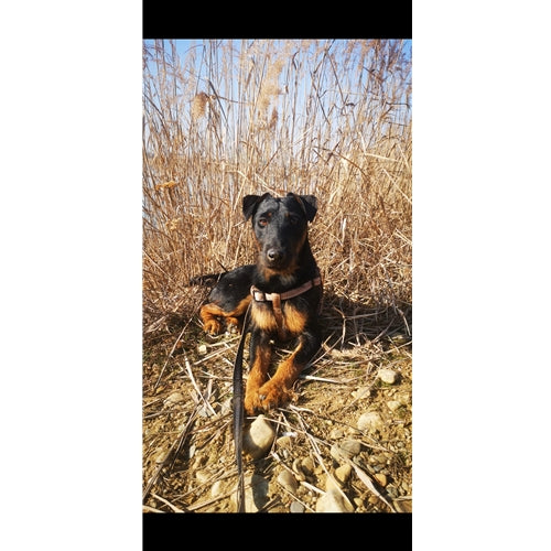 Mr.Pet spletna trgovina