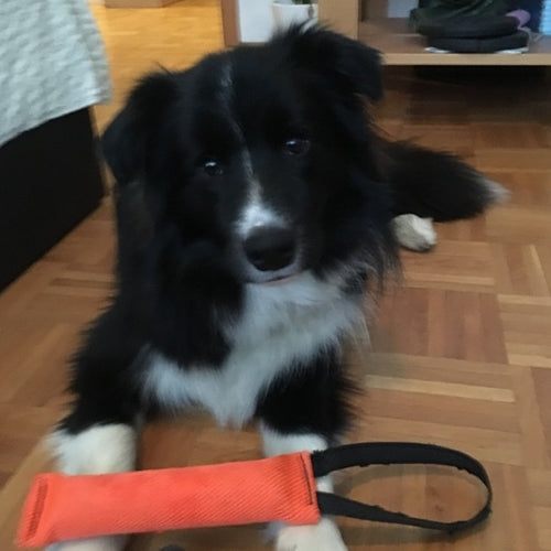 Mr.Pet spletna trgovina