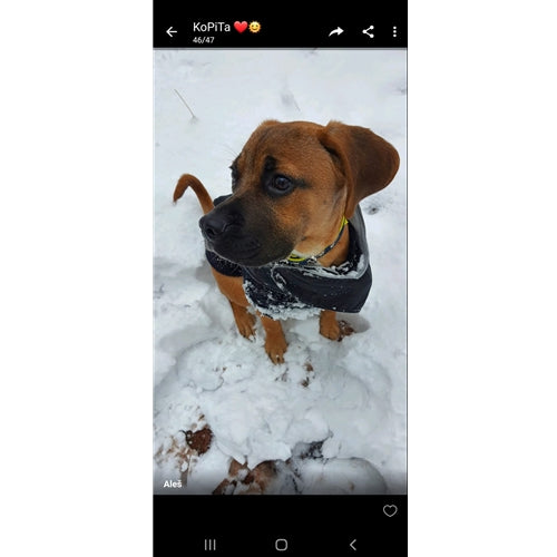 Mr.Pet spletna trgovina